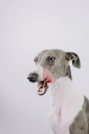 1. ¿Es importante limpiar excremento de perro?