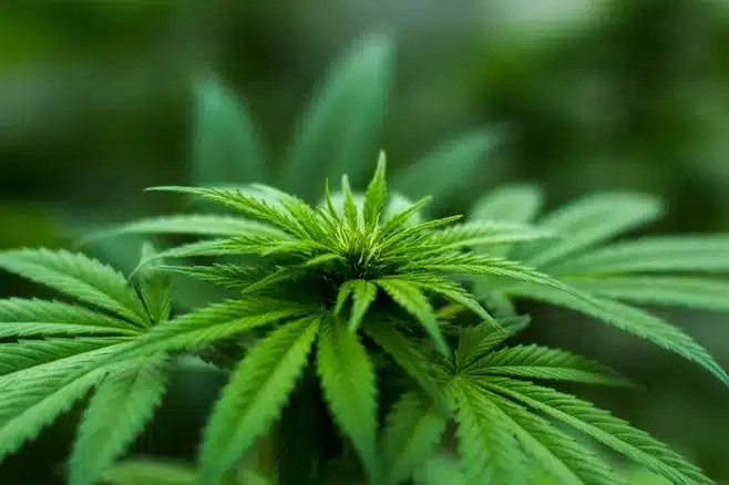 3. Diferencias entre CBD y THC