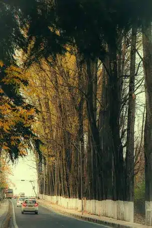 4. ¿Estos fondos de pantalla son gratuitos?