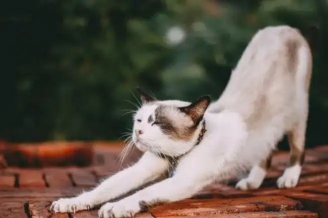 4. Terapia de mascotas