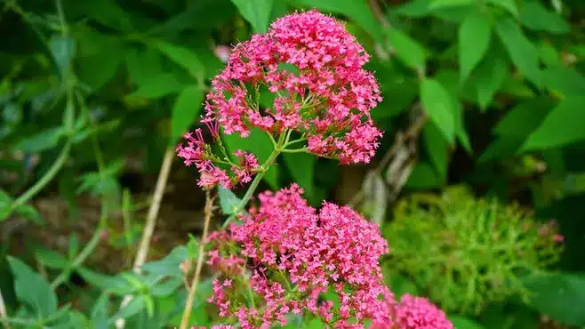 5. Valeriana