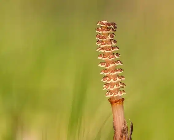 A. Críticas comunes a la naturopatía