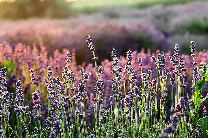 A. Lavanda