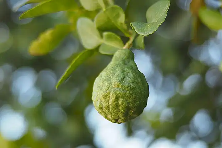 B. Bergamota