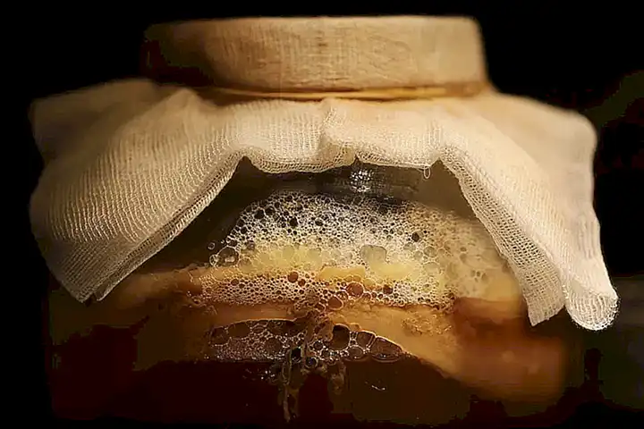 Beneficios y perspectivas sobre alimentos fermentados y probióticos