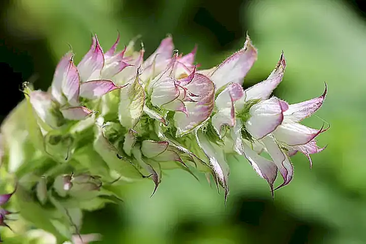 C. Salvia Esclareia