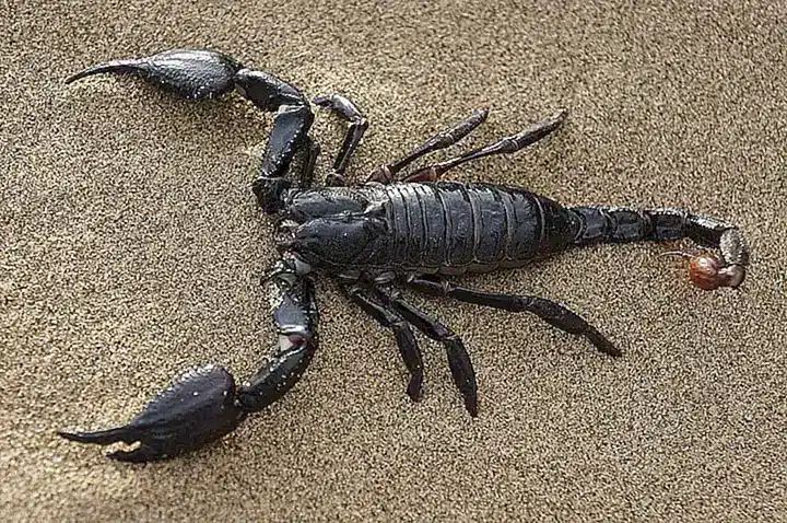 ¿Cómo prevenir la presencia de alacranes en casa?