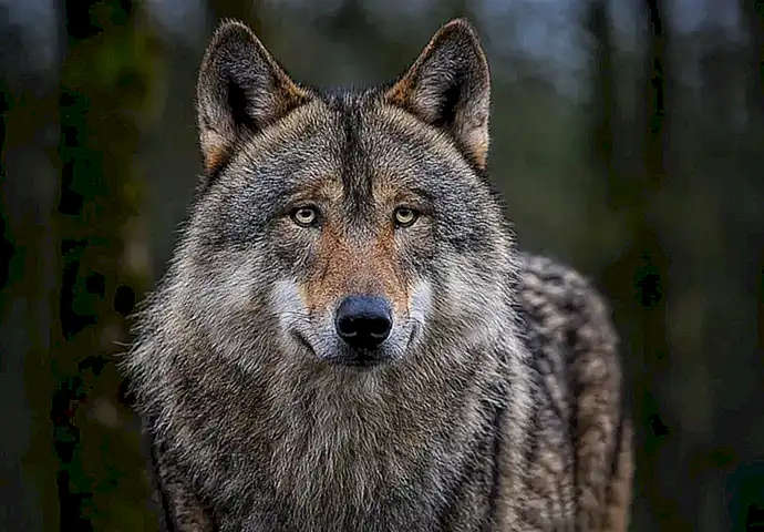 ¿Cómo puedo conectarme con la energía del lobo?