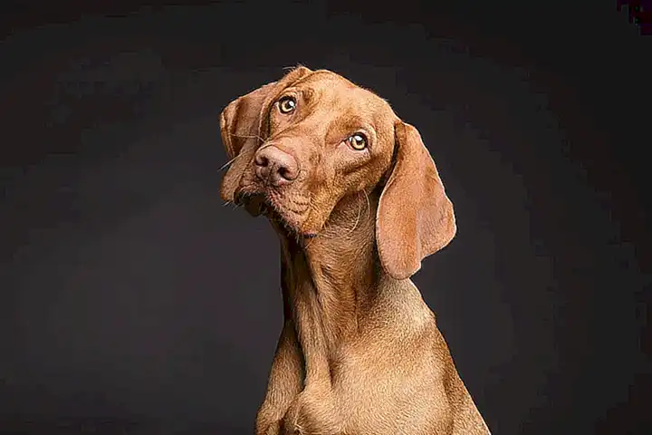 Costos de los perros