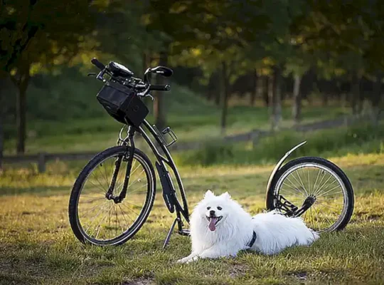 cuanto cobrar en una sesión de terapia con perros