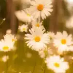 Curso De Terapeuta Floral Gratis
