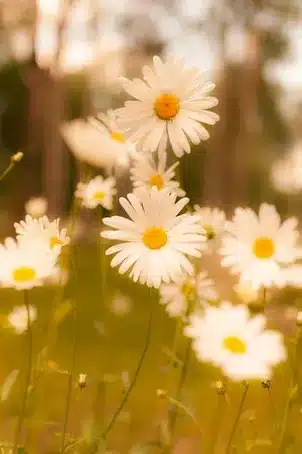 Curso De Terapeuta Floral Gratis