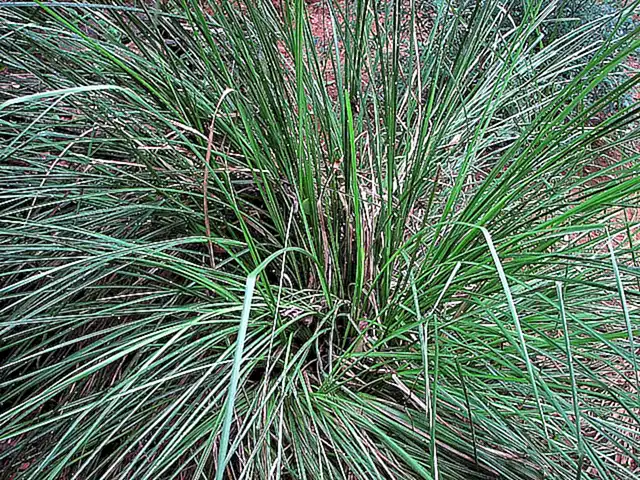 D. Vetiver