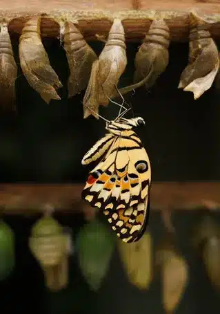 Desarrollo y evolución de la reflexología