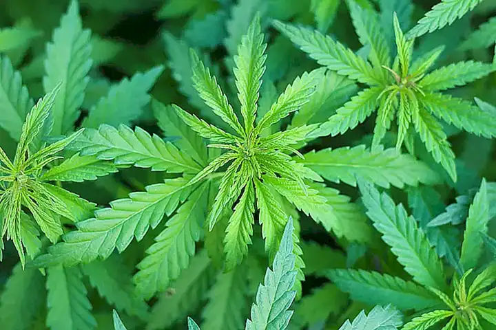 Ejemplos de programas de uso medicinal del CBD en países específicos