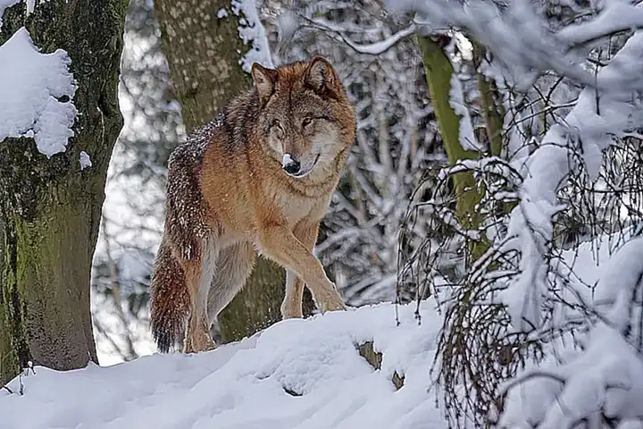 ¿El lobo es un animal peligroso?