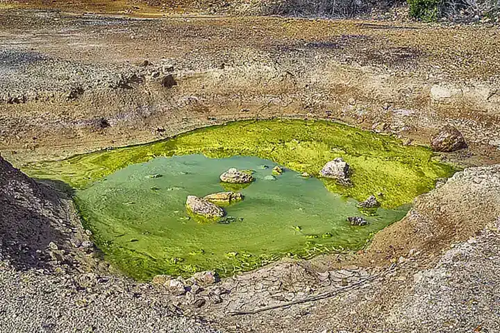 Importancia y relevancia de recolectar plantas medicinales sin contaminación