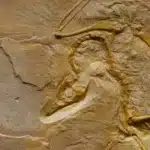 La ciencia de la acupuntura: teoría y evidencia científica