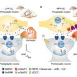 La plasticidad cerebral y el aprendizaje: nuevos descubrimientos