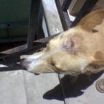 Mentalidad de Perro: Desata tu Bestia Interior y Alcanza la Grandeza