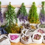Plantas medicinales: Efectos y contraindicaciones que debes conocer