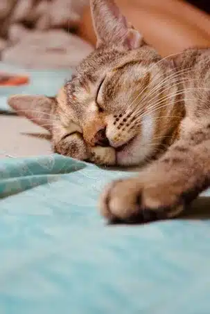 Prioriza tu descanso y sueño
