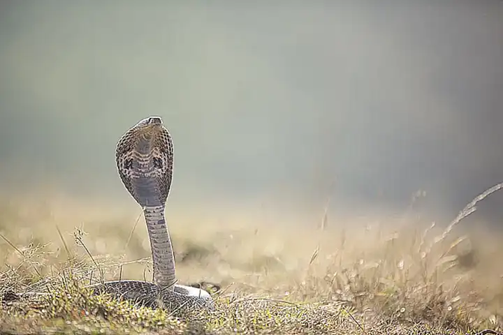 Que significa que aparezca una serpiente en mi casa