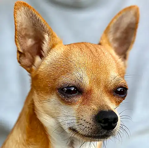 Terapia De Pareja Chihuahua