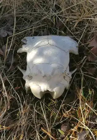 Todos terminamos muertos