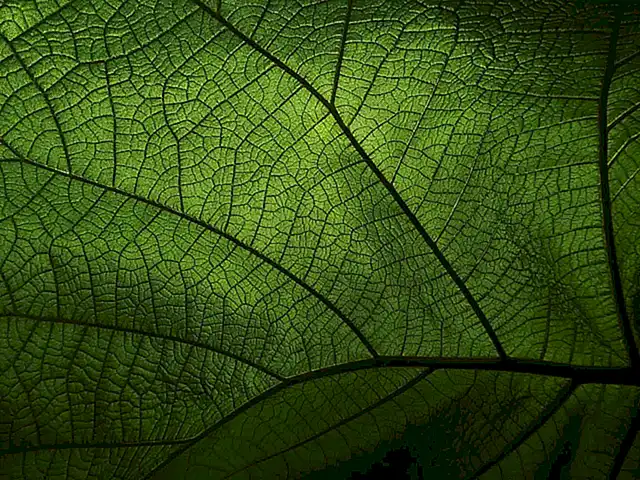 Trombosis venosa profunda y problemas de circulación