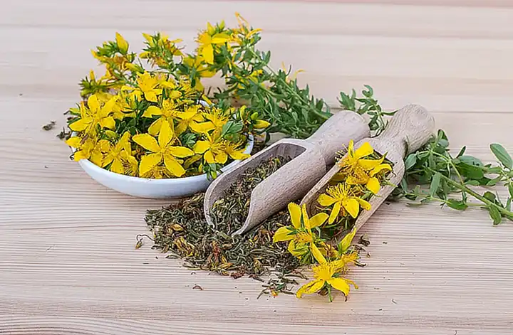 V. Áreas de especialización y enfoques terapéuticos en la naturopatía