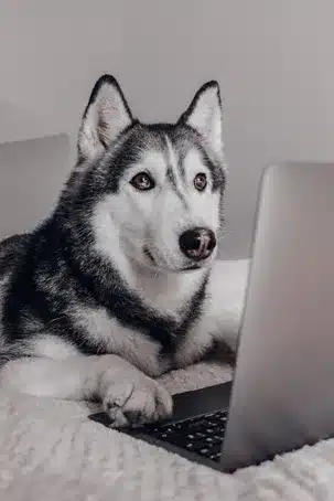 V. Recomendaciones y consideraciones para el uso adecuado de la homeopatía en mascotas