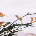 Ventajas y desventajas de la Homeopatía Unicista: Comparación con otros tratamientos